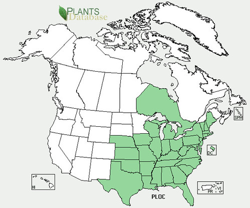 map of Sycamore Tree distribution in North America