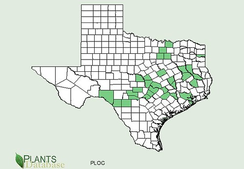 map of Sycamore Tree distribution in Texas