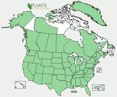 map of Thistle - Sow distribution in North America
