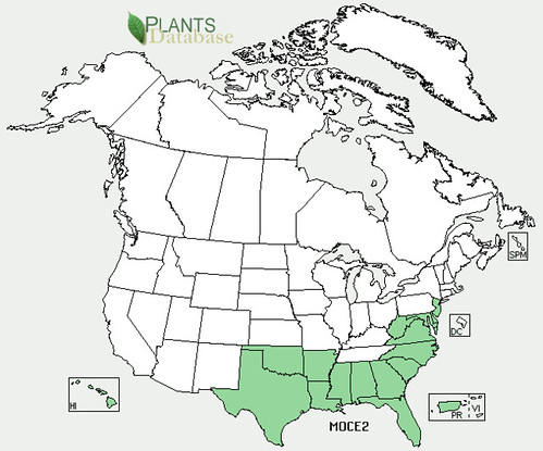 map of Wax Myrtle/Bayberry distribution in North America