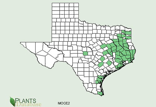 map of Wax Myrtle/Bayberry distribution in Texas