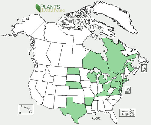 map of Mallow - Marsh distribution in North America