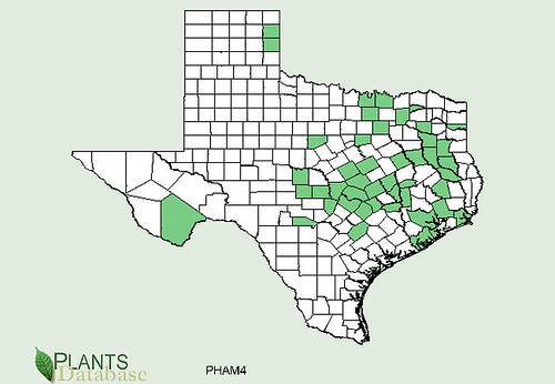 map of Pokeweed/Poke Salat distribution in Texas