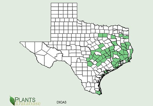 map of Pony's Foot distribution in Texas