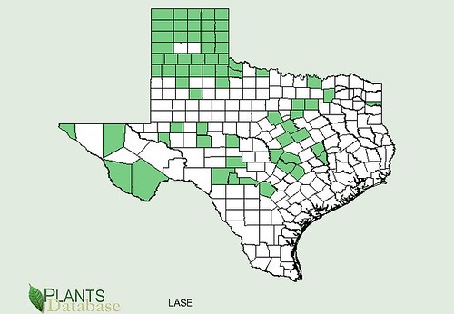 map of Prickly Lettuce distribution in Texas