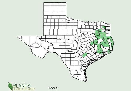 map of Sassafras distribution in Texas