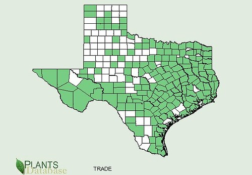 map of Spiderwort distribution in Texas
