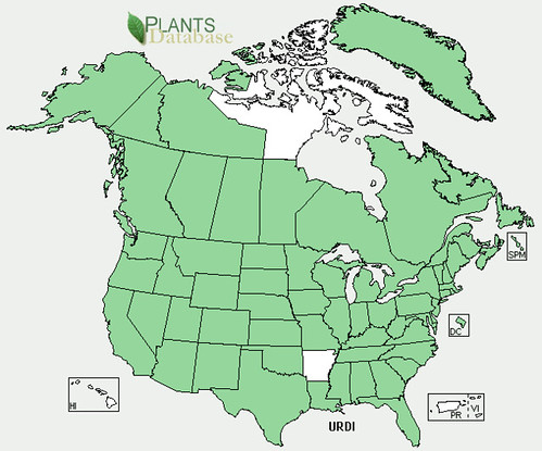 map of Stinging Nettles distribution in North America