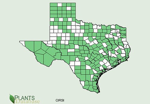 map of Thistle - Bull distribution in Texas