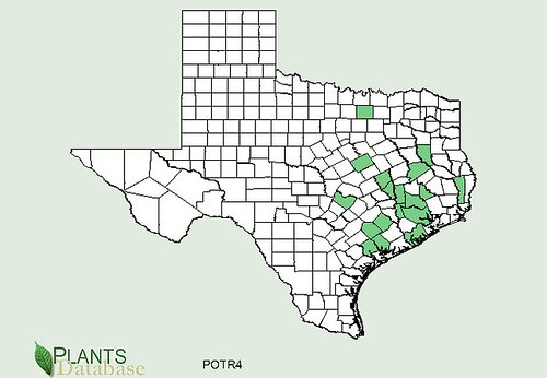 map of Trifoliate Orange distribution in Texas