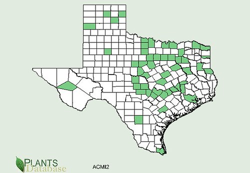 map of Yarrow distribution in Texas