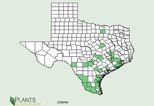map of Chile Pequin distribution in Texas