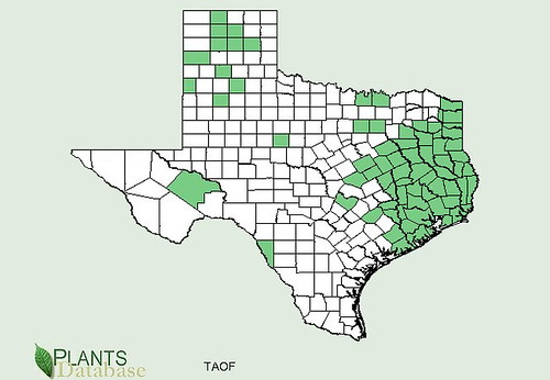 map of Dandelion distribution in Texas