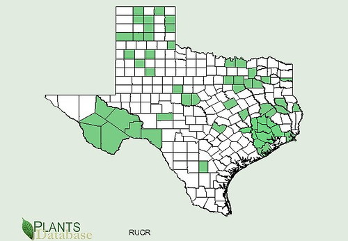 map of Curled Dock/Yellow Dock distribution in Texas