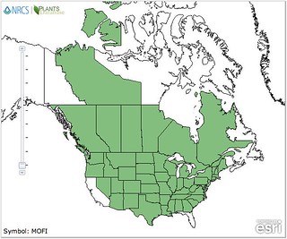 map of Wild Bergamot distribution in North America
