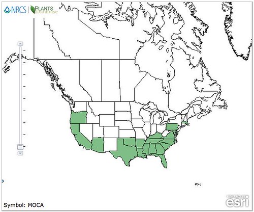 map of Mallow - Carolina Bristle distribution in North America