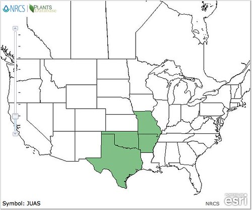 map of Cedar/Juniper distribution in North America