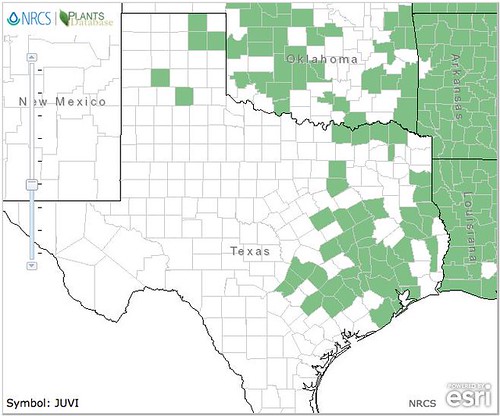 map of Cedar/Juniper distribution in Texas