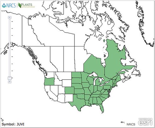 map of Cedar/Juniper distribution in North America
