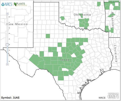 map of Cedar/Juniper distribution in Texas