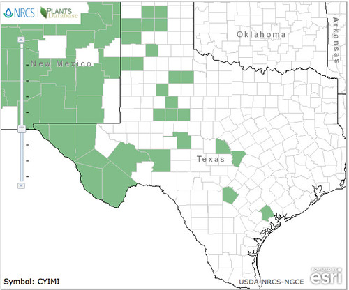 map of Cactus - Cholla Tree distribution in Texas