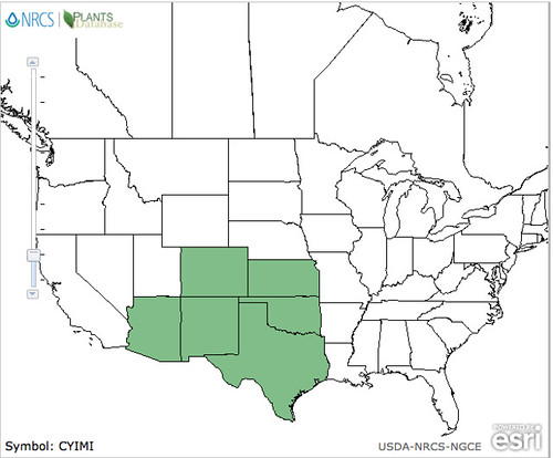 map of Cactus - Cholla Tree distribution in North America