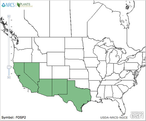map of Ocotillo distribution in North America