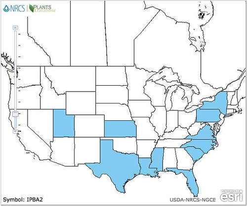 map of Sweet Potato distribution in North America