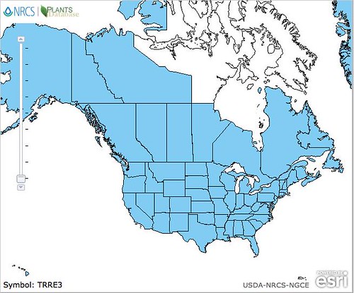 map of Clover - White distribution in North America