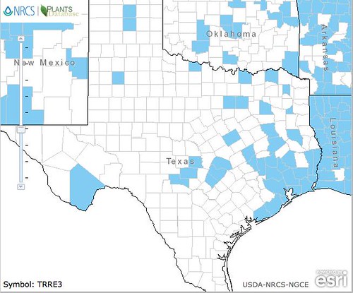 map of Clover - White distribution in Texas