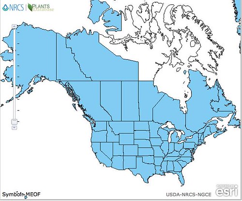 map of Clover - Sweet distribution in North America