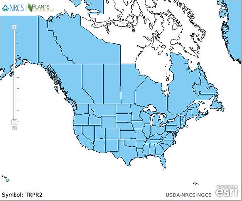 map of Clover - Red distribution in North America
