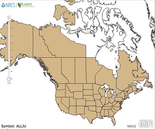 map of Onion - Wild distribution in North America