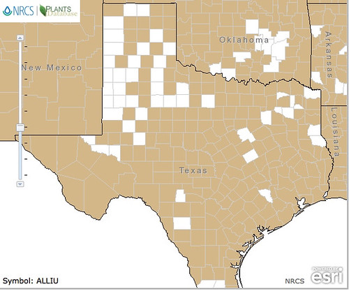 map of Onion - Wild distribution in Texas