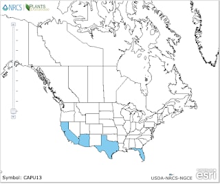 map of Pride of Barbados distribution in North America
