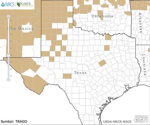 map of Salsify distribution in Texas