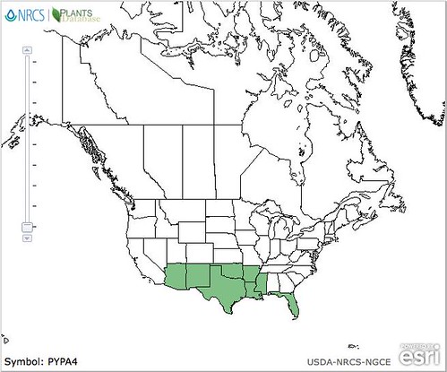 map of Texas Dandelion distribution in North America