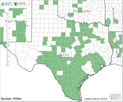 map of Texas Dandelion distribution in Texas