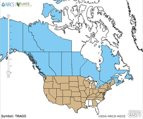 map of Salsify distribution in North America