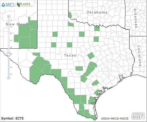 map of Cactus - Horse Crippler distribution in Texas