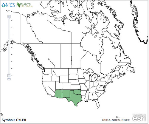 map of Cactus - Cholla Pencil distribution in North America