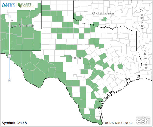 map of Cactus - Cholla Pencil distribution in Texas