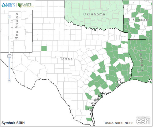 map of Wireweed distribution in Texas