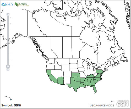 map of Wireweed distribution in North America