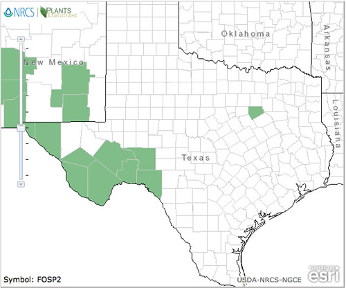 map of Ocotillo distribution in Texas