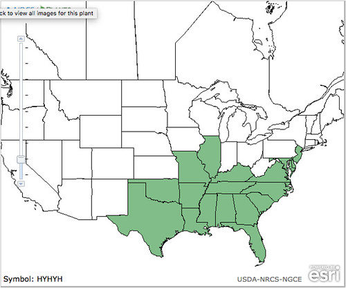 map of St. Andrew's Cross distribution in North America