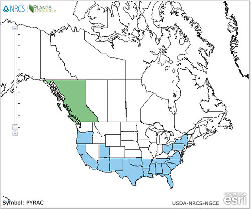 map of Pyracantha distribution in North America