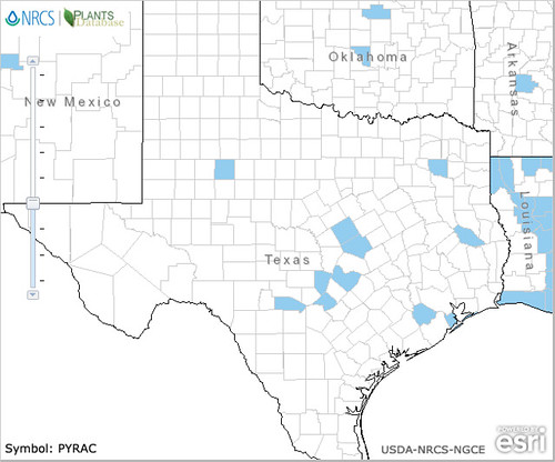 map of Pyracantha distribution in Texas
