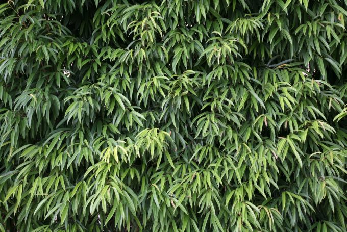 leaves