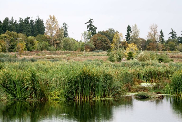 reeds and water at Talking Water Gardens